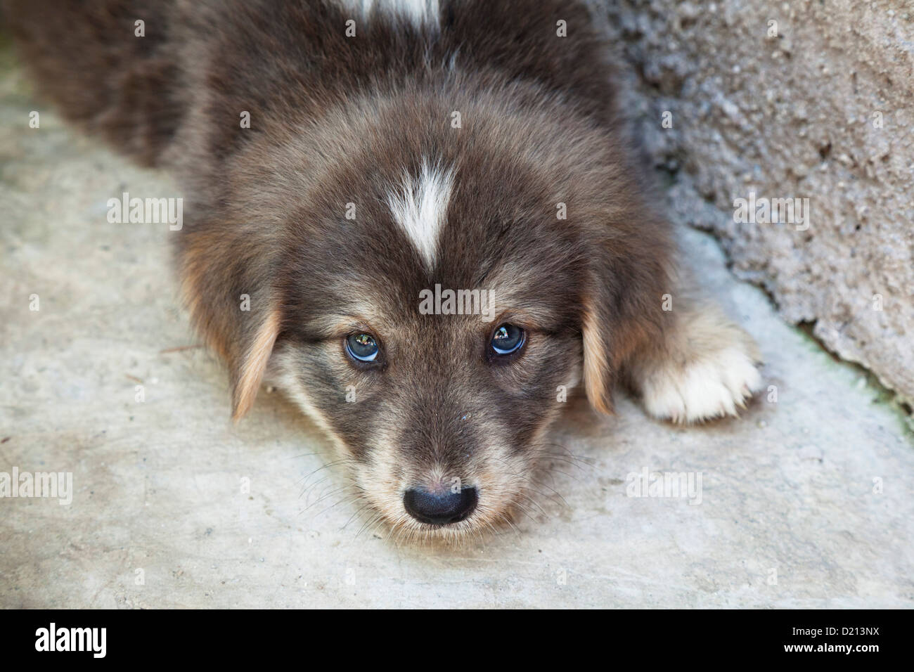 Young dog, puppy looking up, Turkey Stock Photo