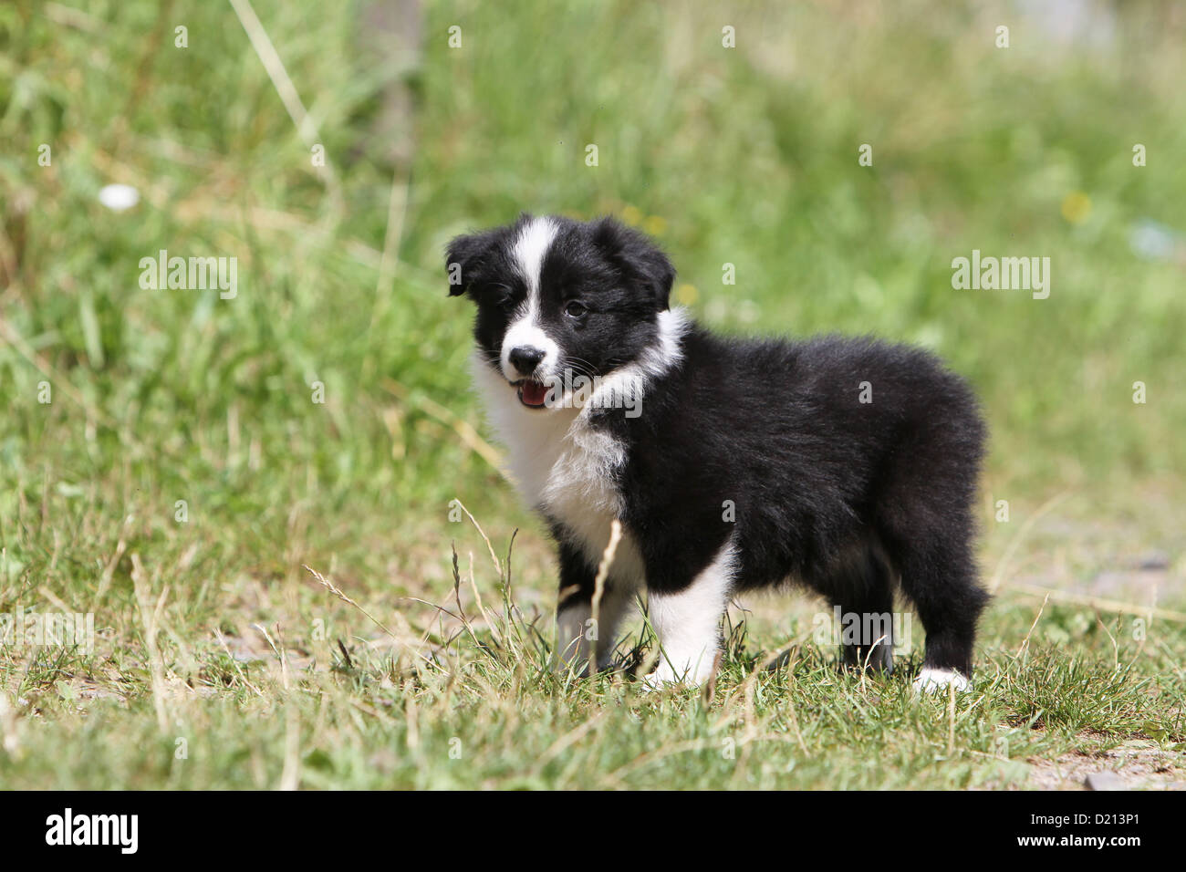 Dog Border Collie puppy black and white standing profile Stock Photo - Alamy