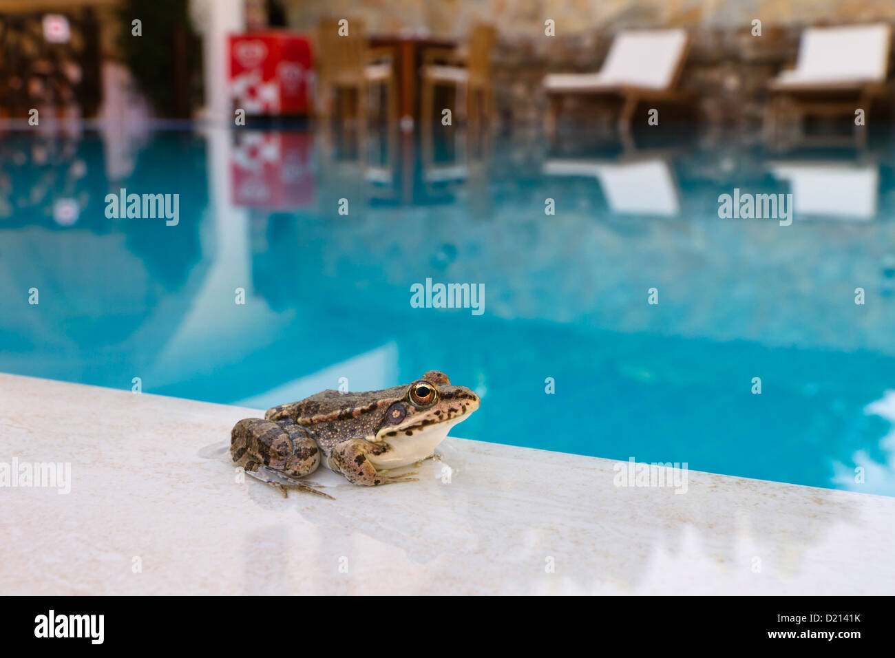 Frog on the edge of a swimming pool, Marsh Frog, Rana ridibunda, Cirali, lycian coast, Mediterranean Sea, Turkey, Asia Stock Photo