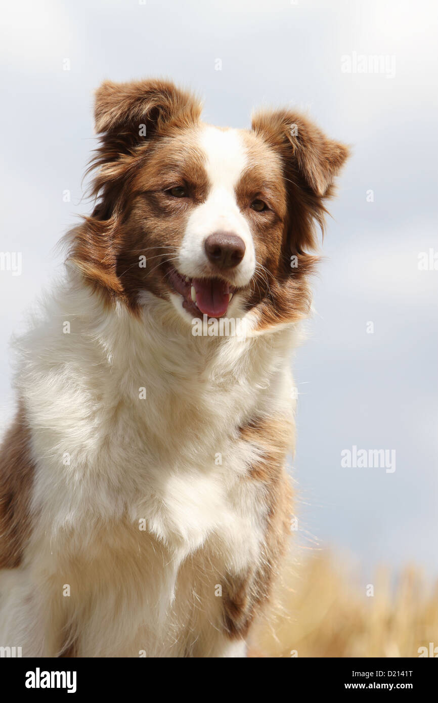Dog Border Collie adult red and white portrait Stock Photo