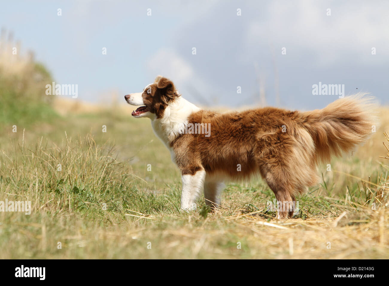 Dog Border Collie / adult (red merle) standing in a meadow Stock Photo -  Alamy