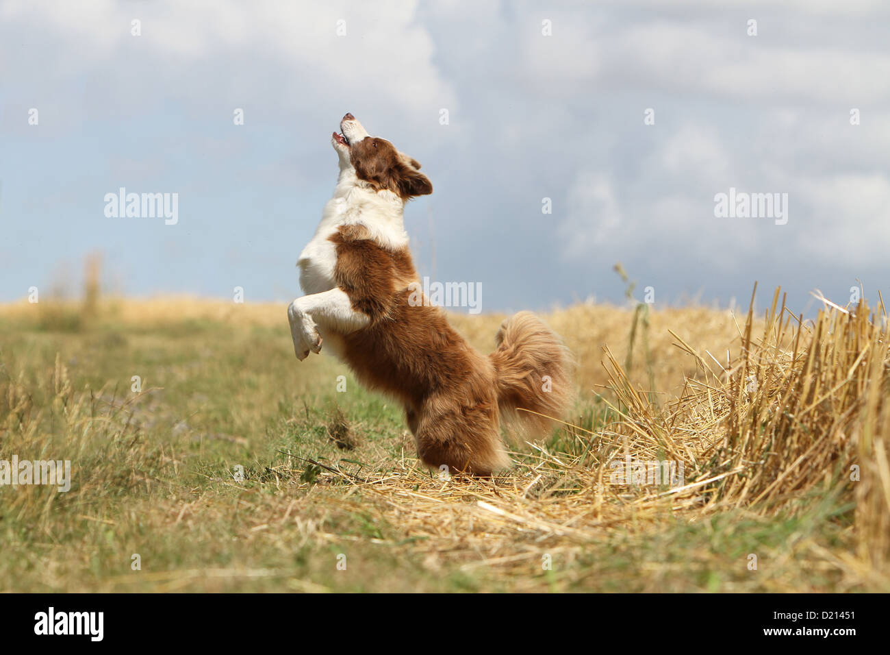 Dog Border Collie adult red and white running Stock Photo