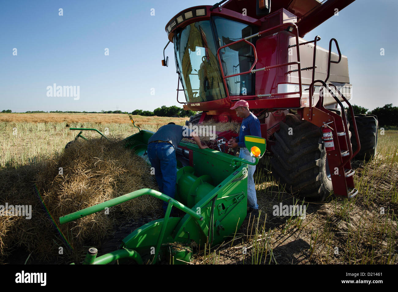 Two harvest workers repair a broken combine while harvesting canola in