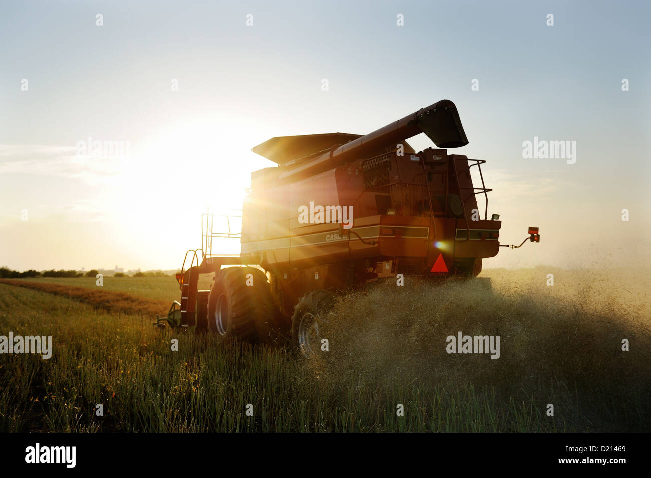 Custom harvester Justin Spielman from Newkirk, Oklahoma combines a field of canola near El Reno Stock Photo