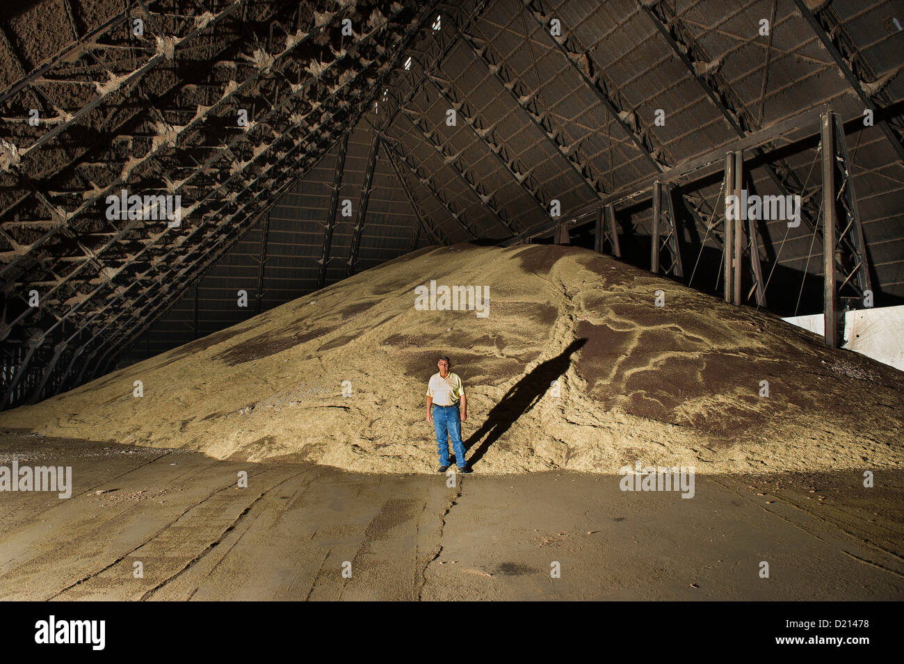 Canola seed hires stock photography and images Alamy