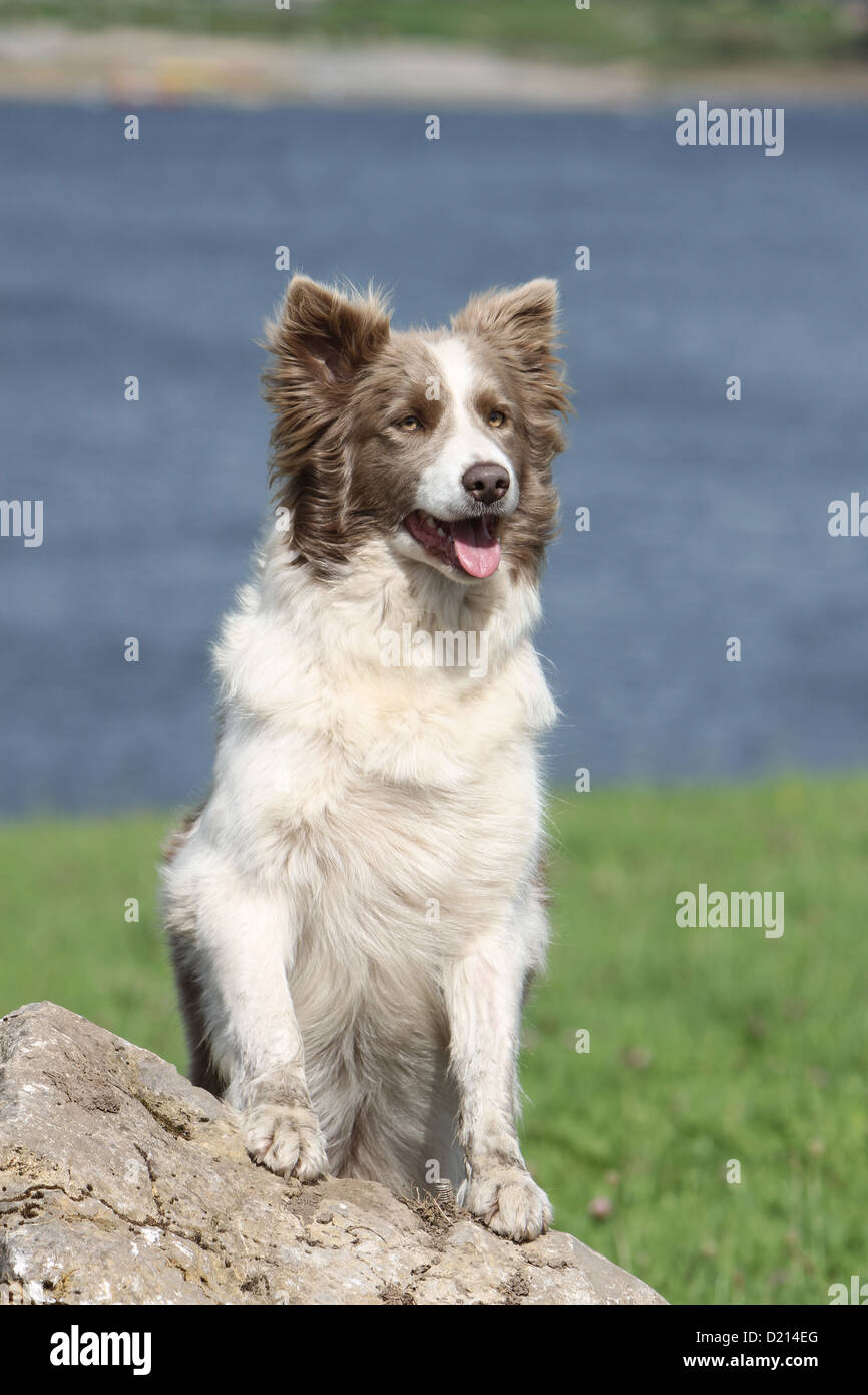 lilac white border collie