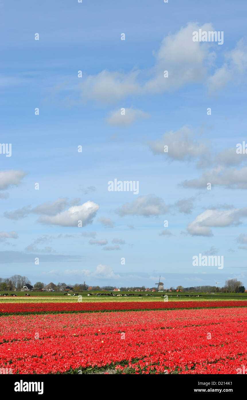 A field of red tulips and a windmill under a blue sky with clouds in ...