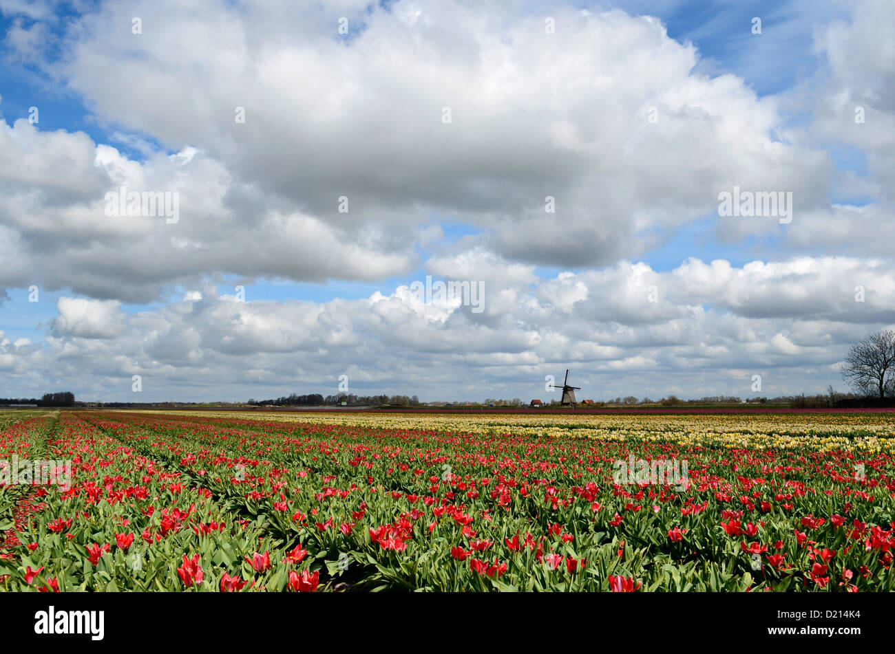 Colorful fields of tulips and a windmill under a cloudy sky in Holland ...