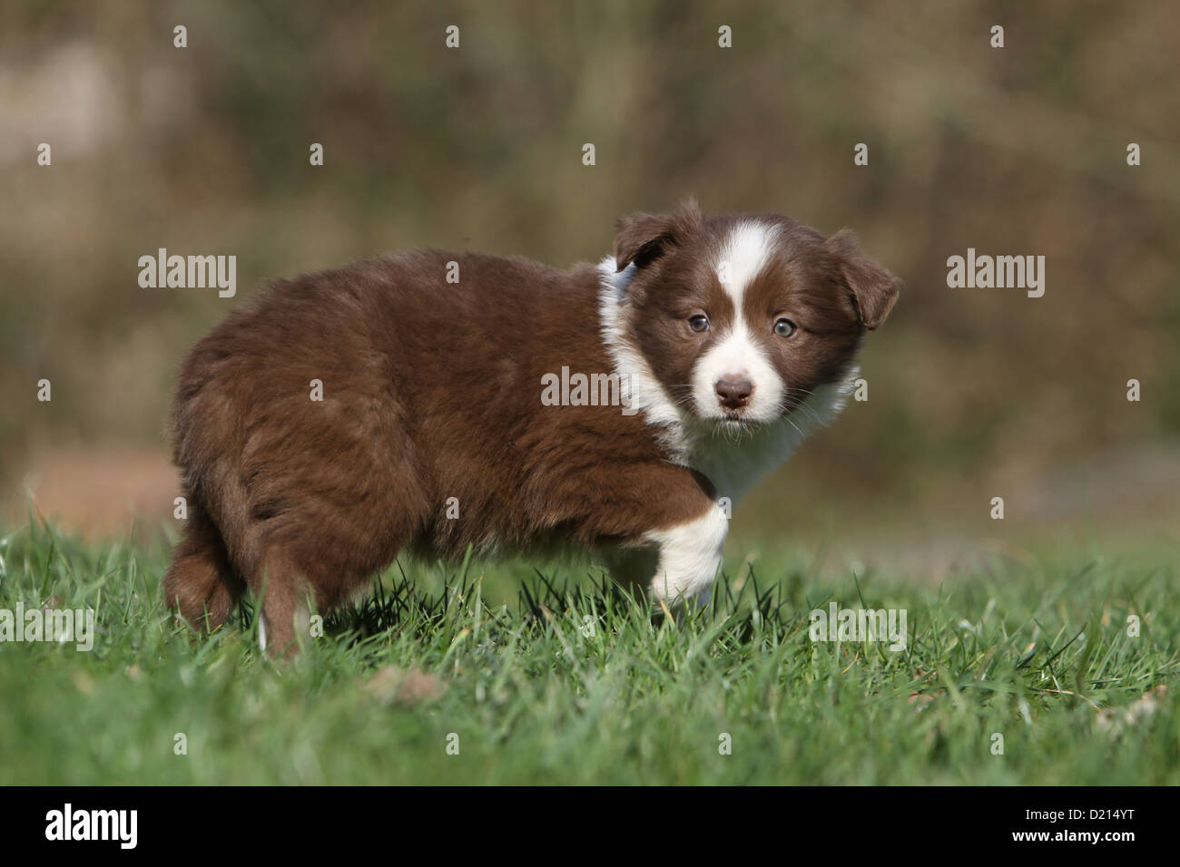 Red sheepdog sale