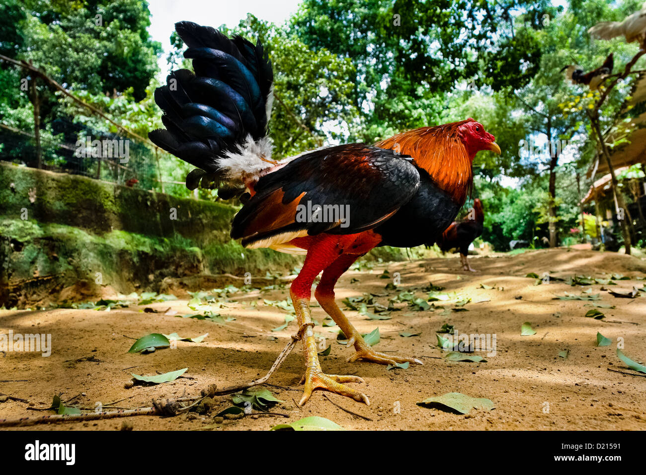 Cockfighting PNG, Vector, PSD, and Clipart With Transparent Background for  Free Download | Pngtree
