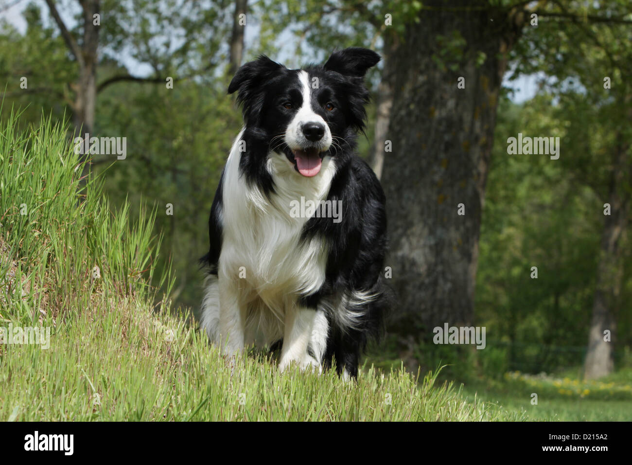 Dog Border Collie Adult Black And White Standing Face Stock Photo