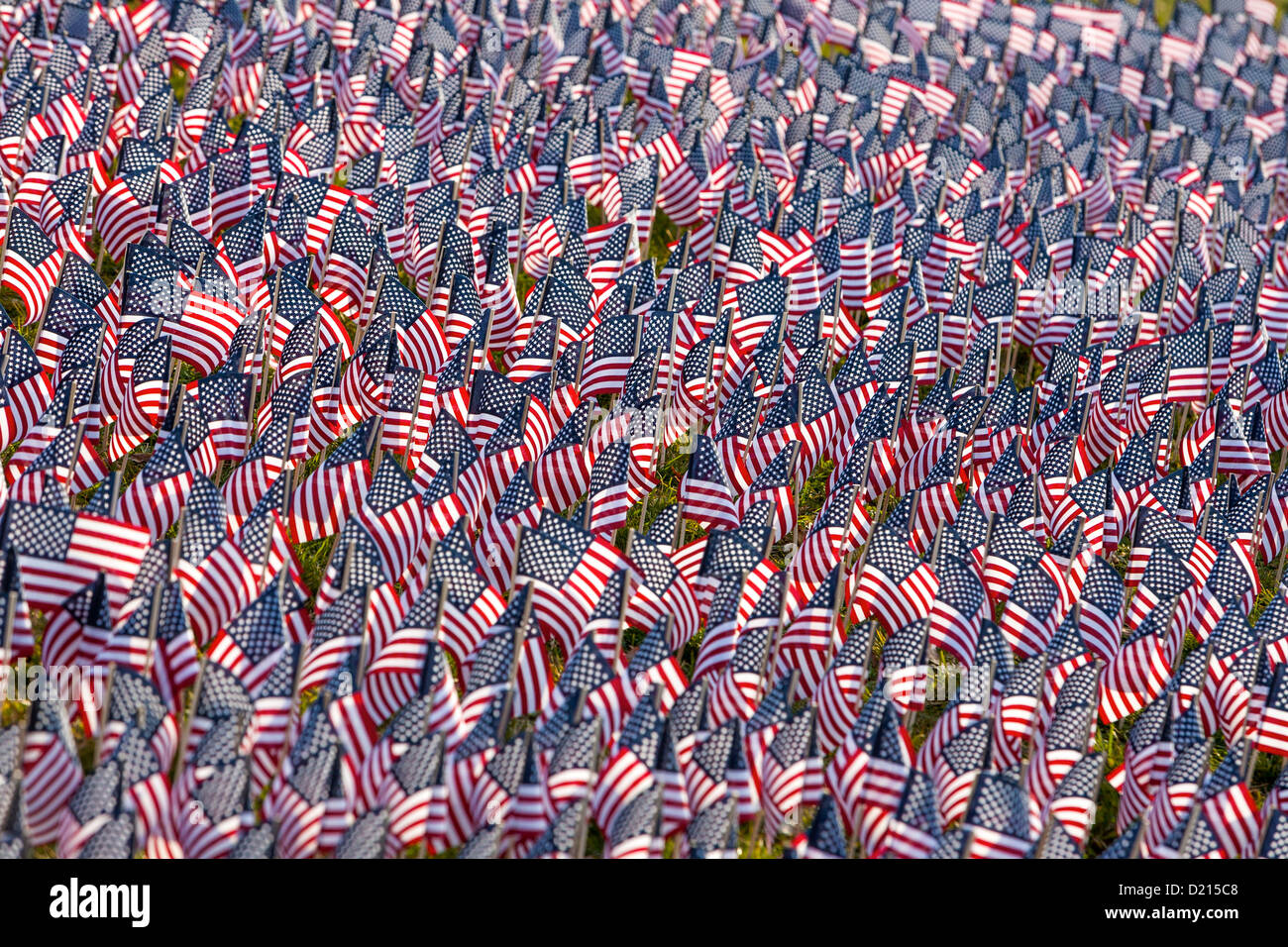 Hundreds of American Flags planted in a field. Stock Photo