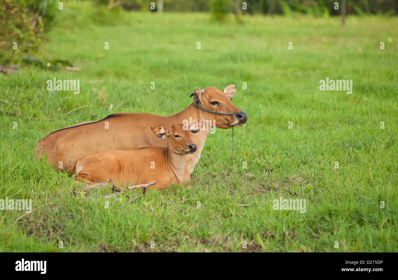 Mother cow and calf in grazing field enjoying the calm life Stock Photo