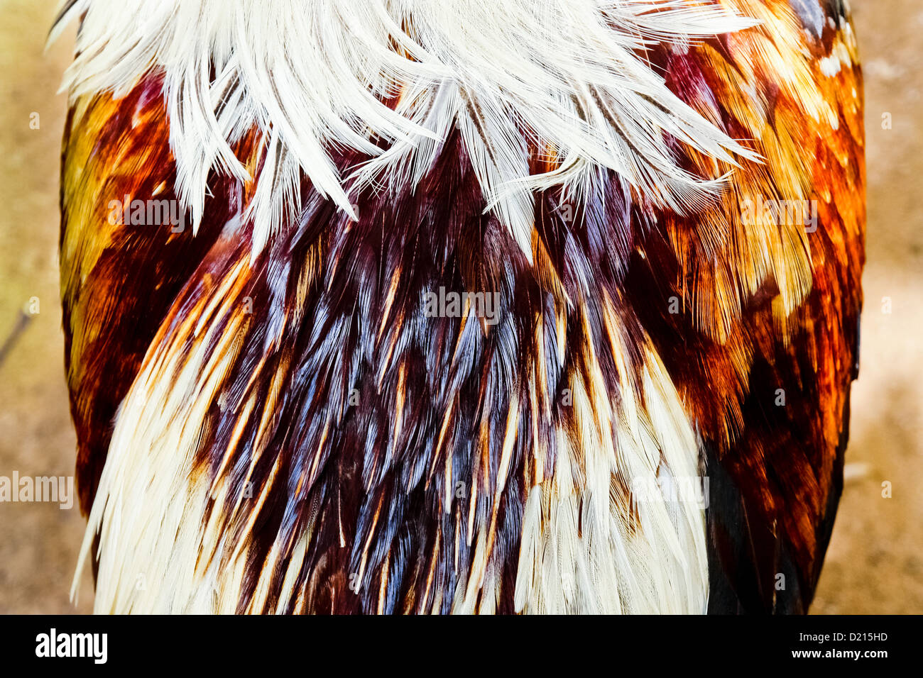 A fighting cock's feather seen in the breeding station in Cucuta ...