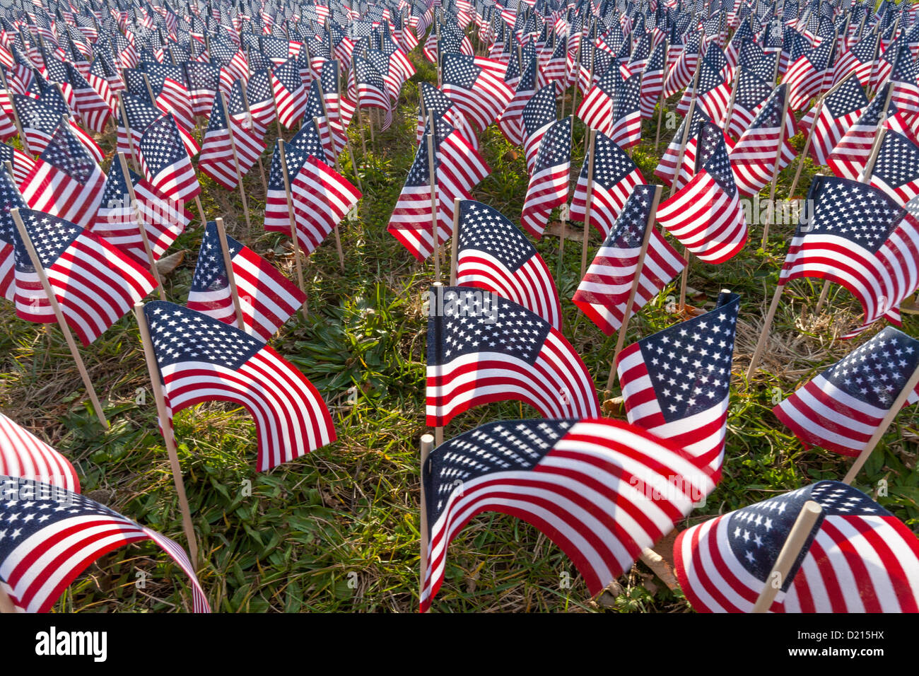 Hundreds of American Flags planted in a field. Stock Photo