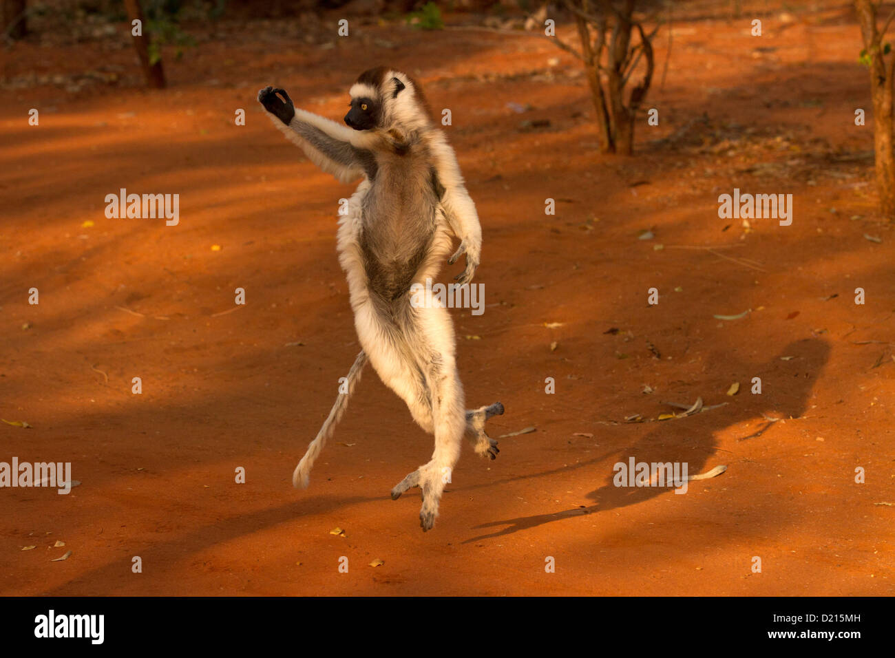 Verreaux's Sifaka, (Propithecus verreauxi) dancing across the ground Stock Photo