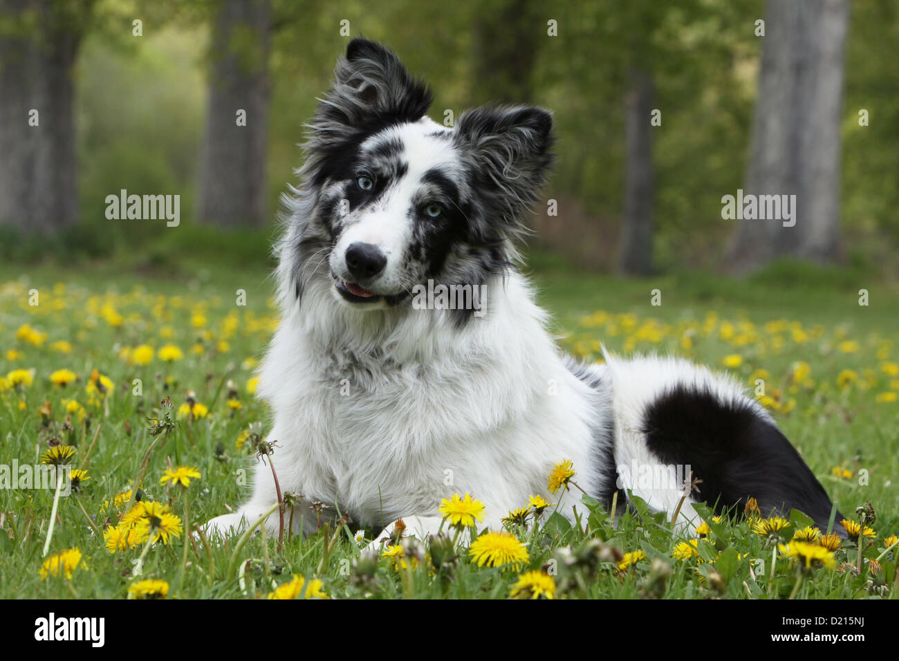 Dog Border Collie / adult (red merle) standing in a meadow Stock Photo -  Alamy