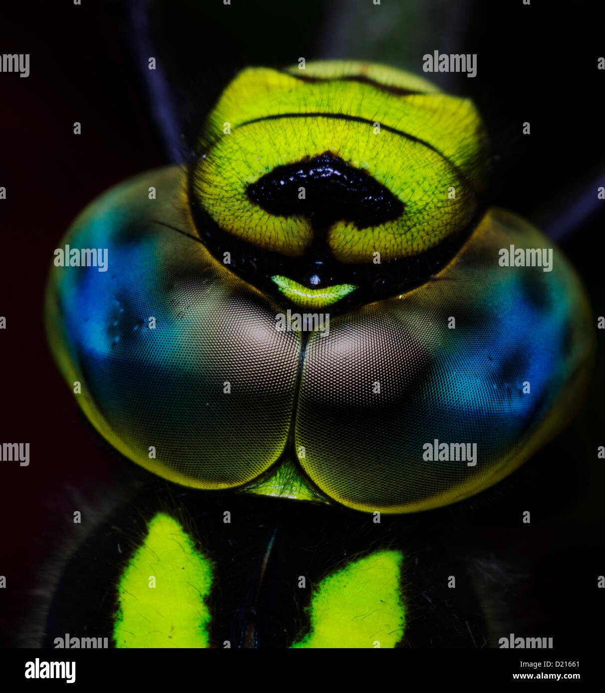 Hawker Dragon Fly High Resolution Stock Photography and Images - Alamy