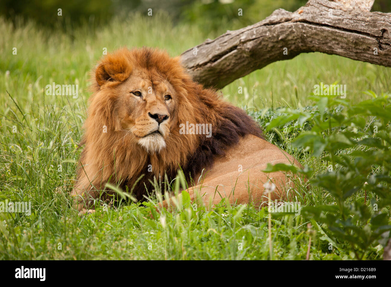 Big lion hi-res stock photography and images - Alamy