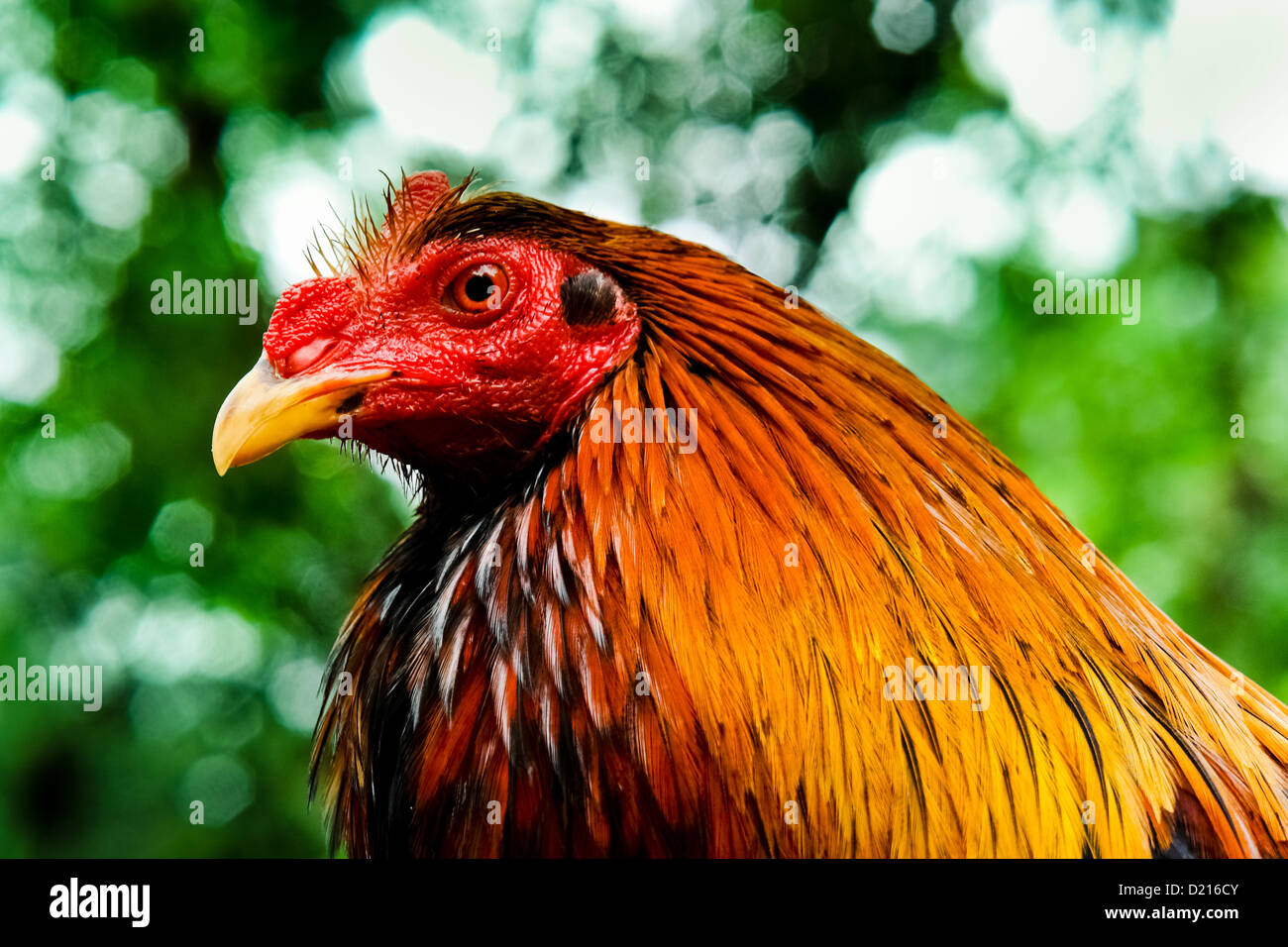 A cockfighting rooster seen in the breeding station in Cucuta, Colombia