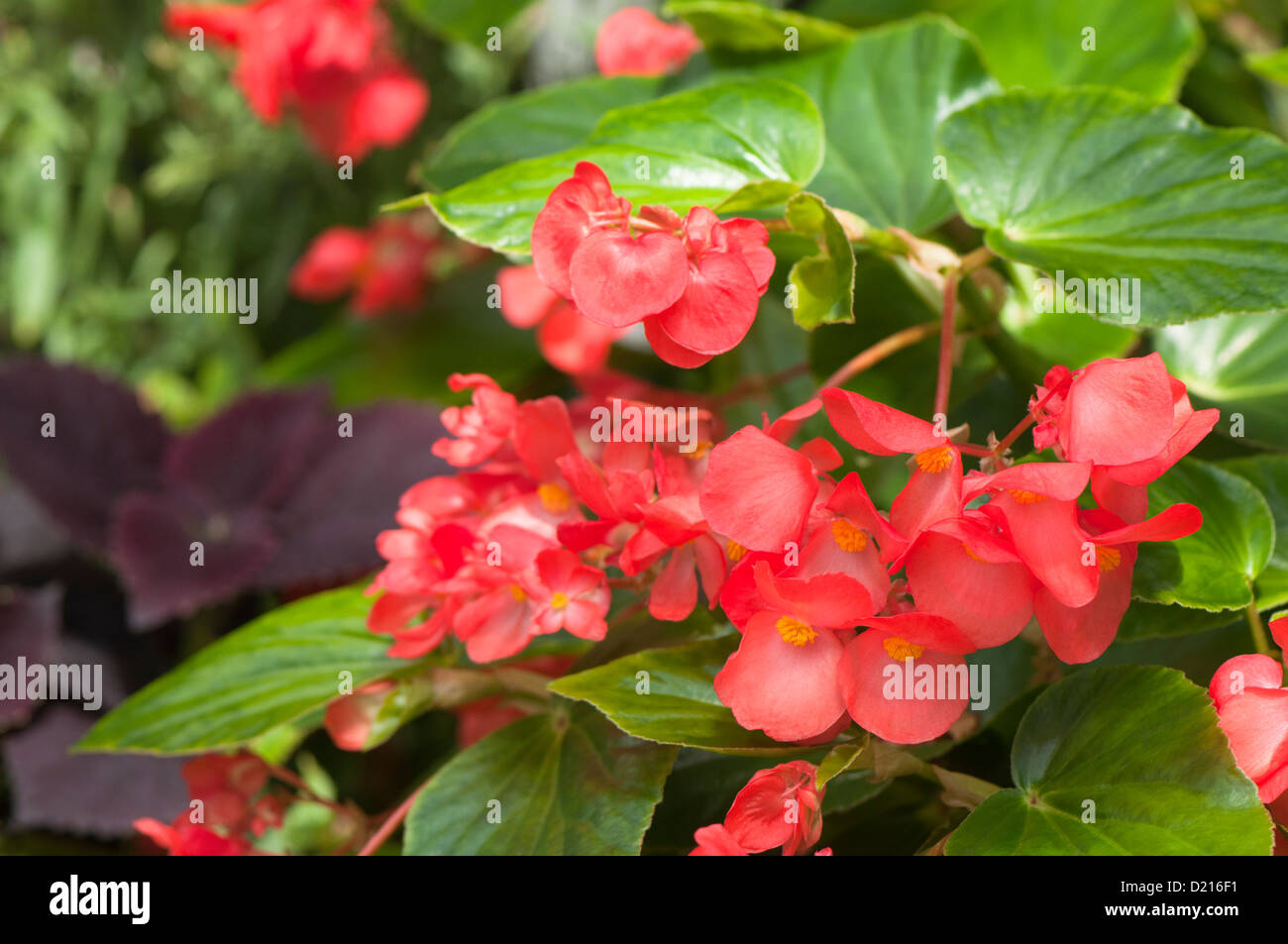 Red Begonias in summer Stock Photo