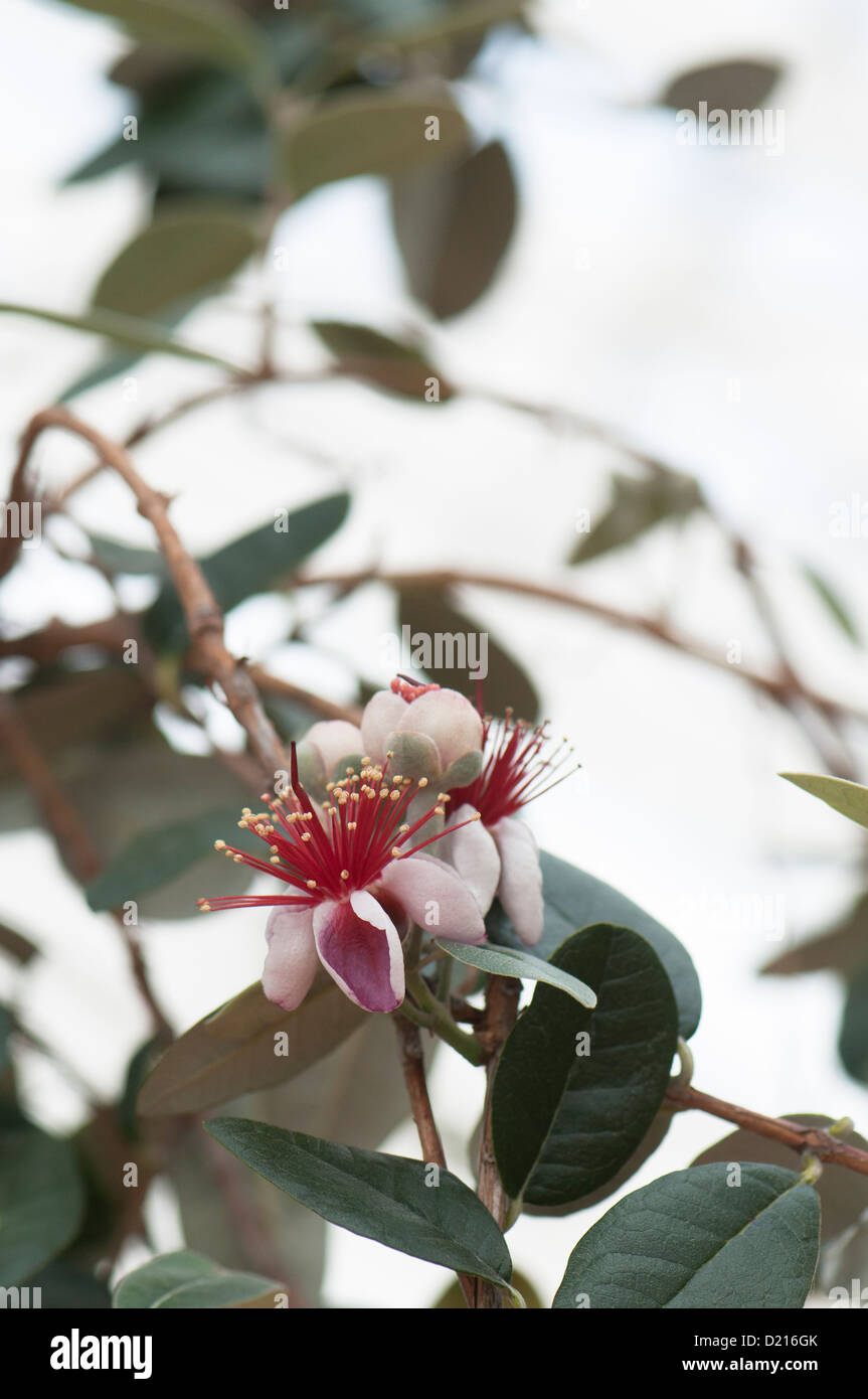 Pineapple guava hires stock photography and images Alamy