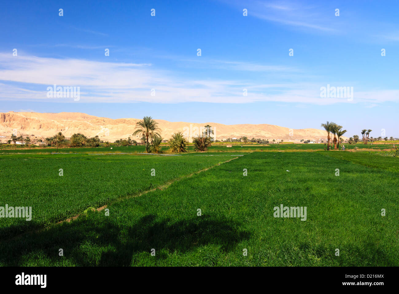 Bright green fields contrast with the nearby dry yellow desert mountains in Luxor, Egypt Stock Photo