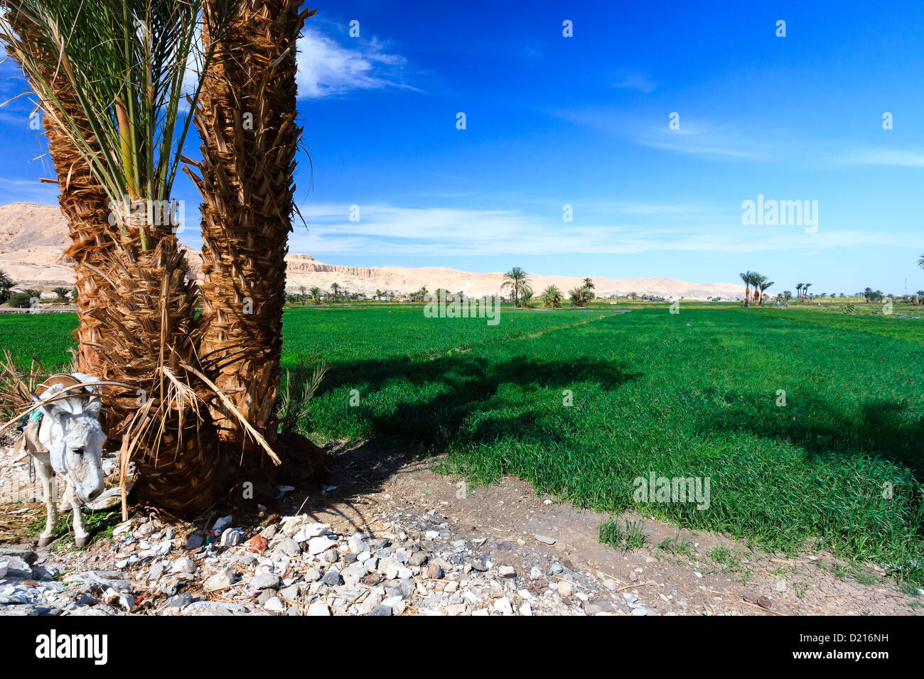 A donkey stands next to a green cultivated crop in Luxor, Egypt with desert mountains in the background Stock Photo