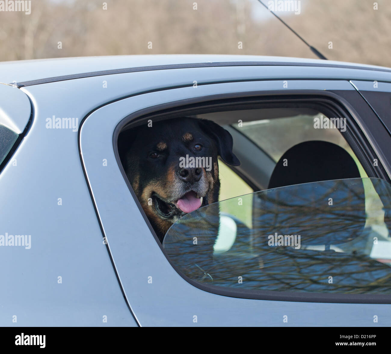 Large dog in car during summer Stock Photo Alamy