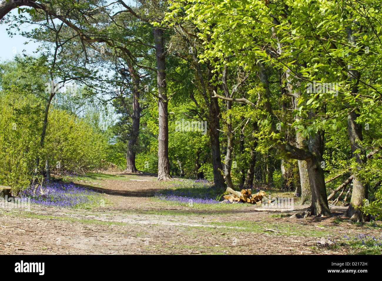 Bluebells in Woodland Clearing Stock Photo