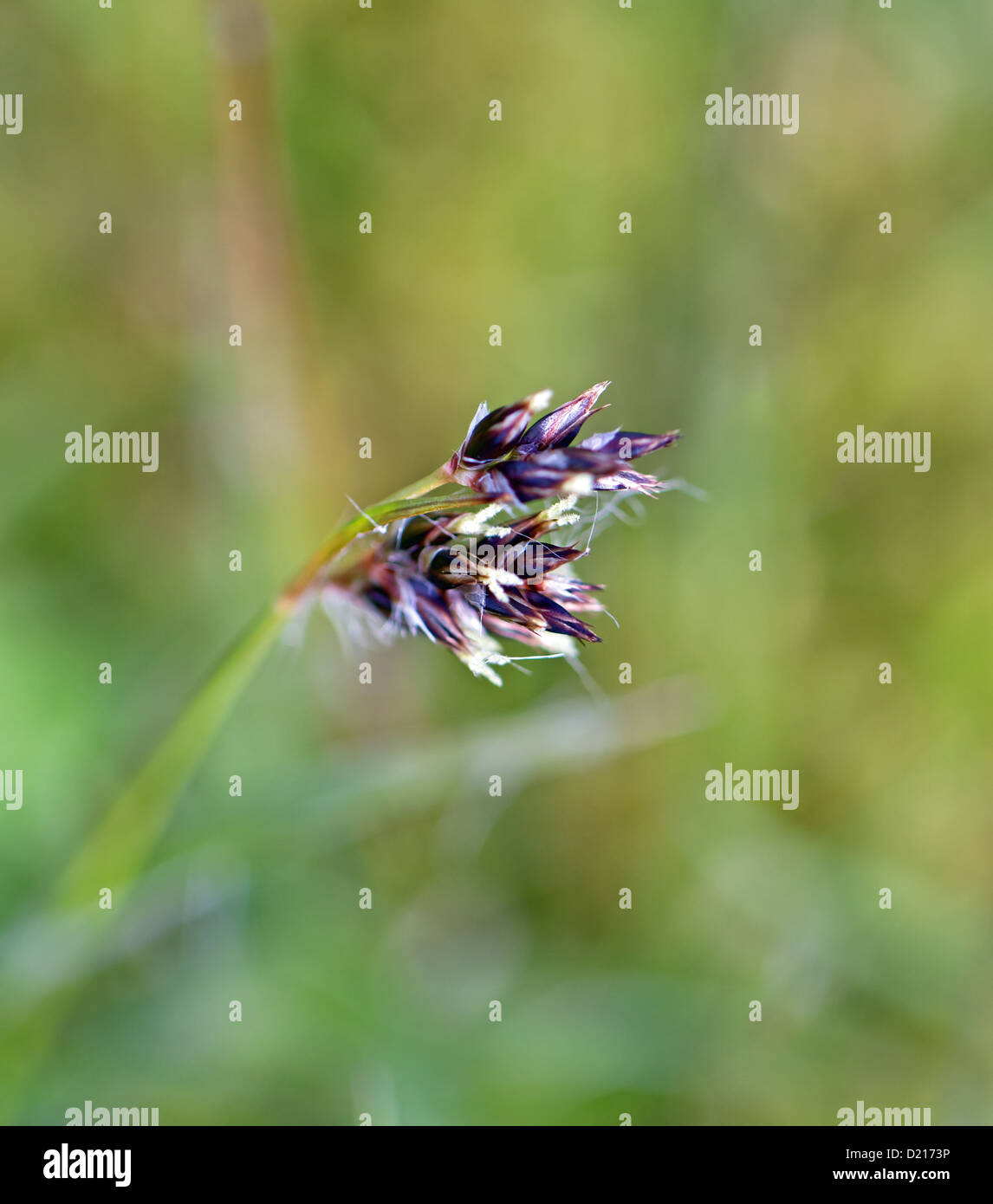 Macro shot of grass seed head Stock Photo