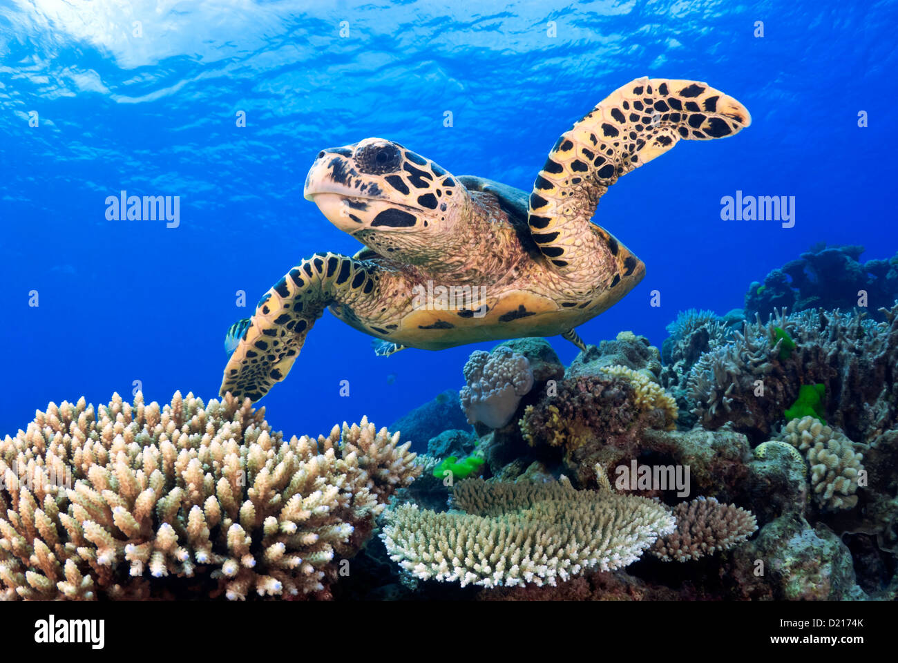 Hawksbill Sea Turtle Eretmochelys imbricata swimming over a Coral Reef, Great Barrier Reef, Coral Sea, Queensland, Australia Stock Photo