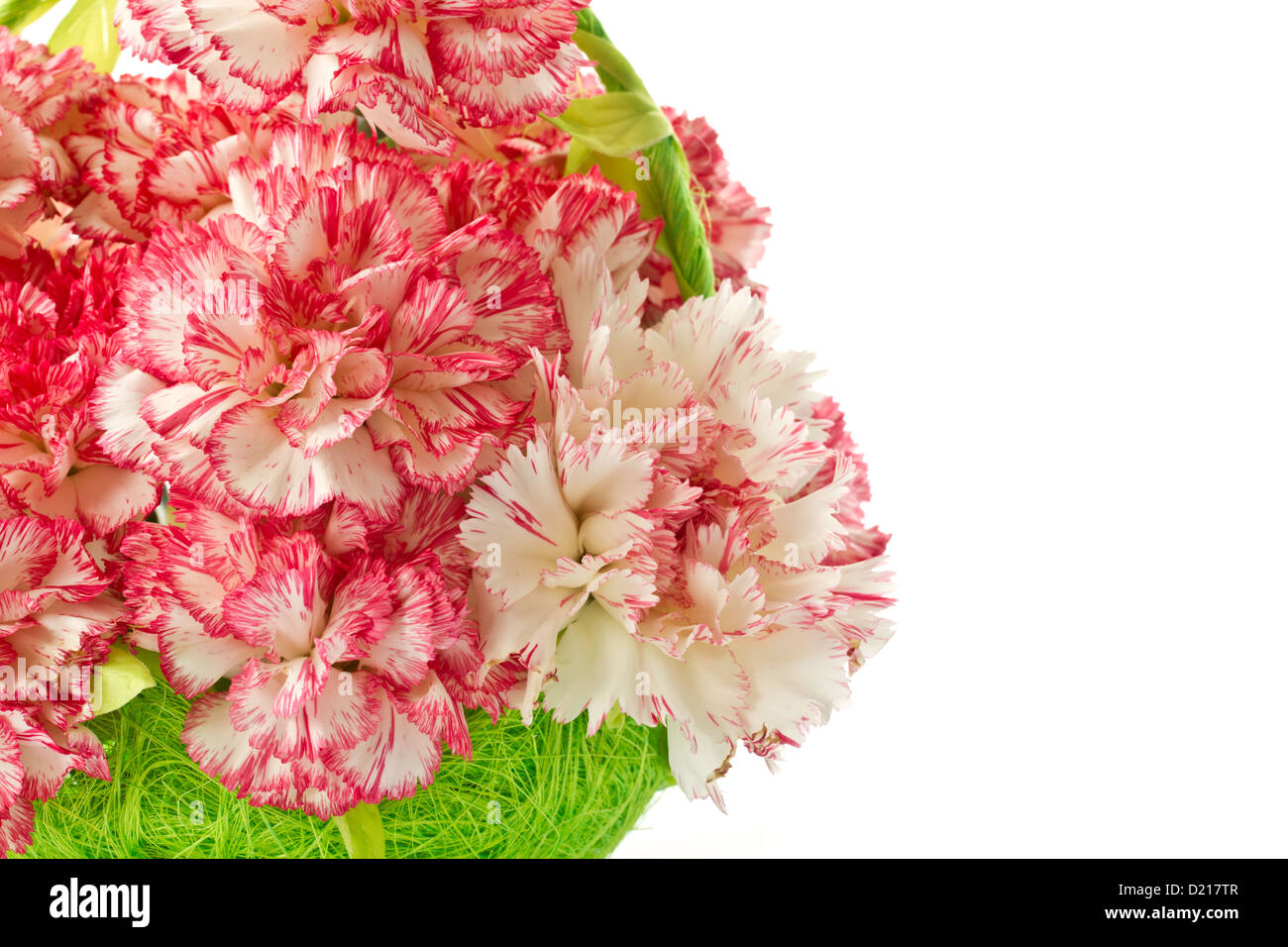 Beautiful blooming pink carnations on a white background Stock Photo ...