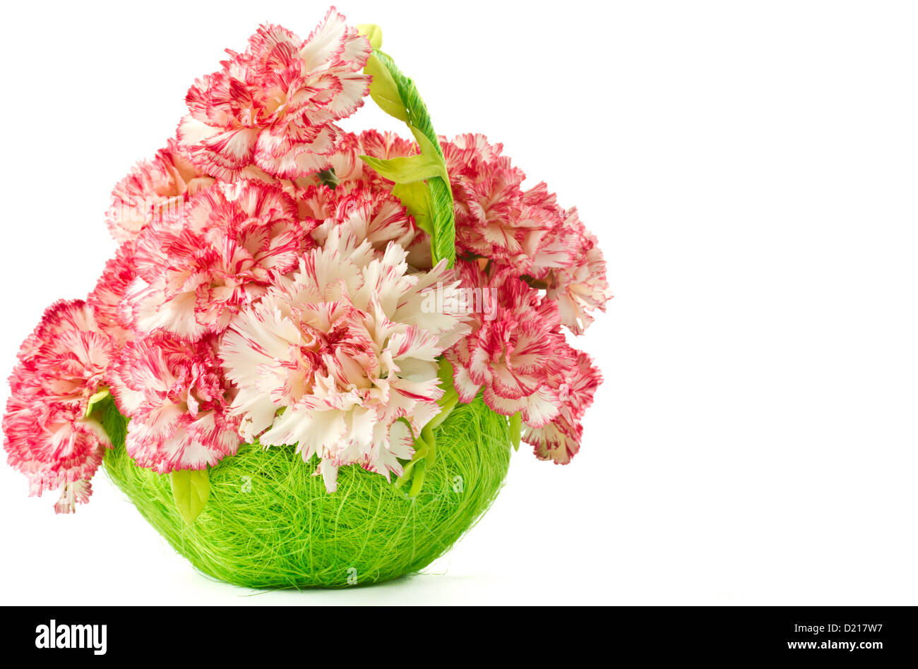 Beautiful blooming pink carnations on a white background Stock Photo ...