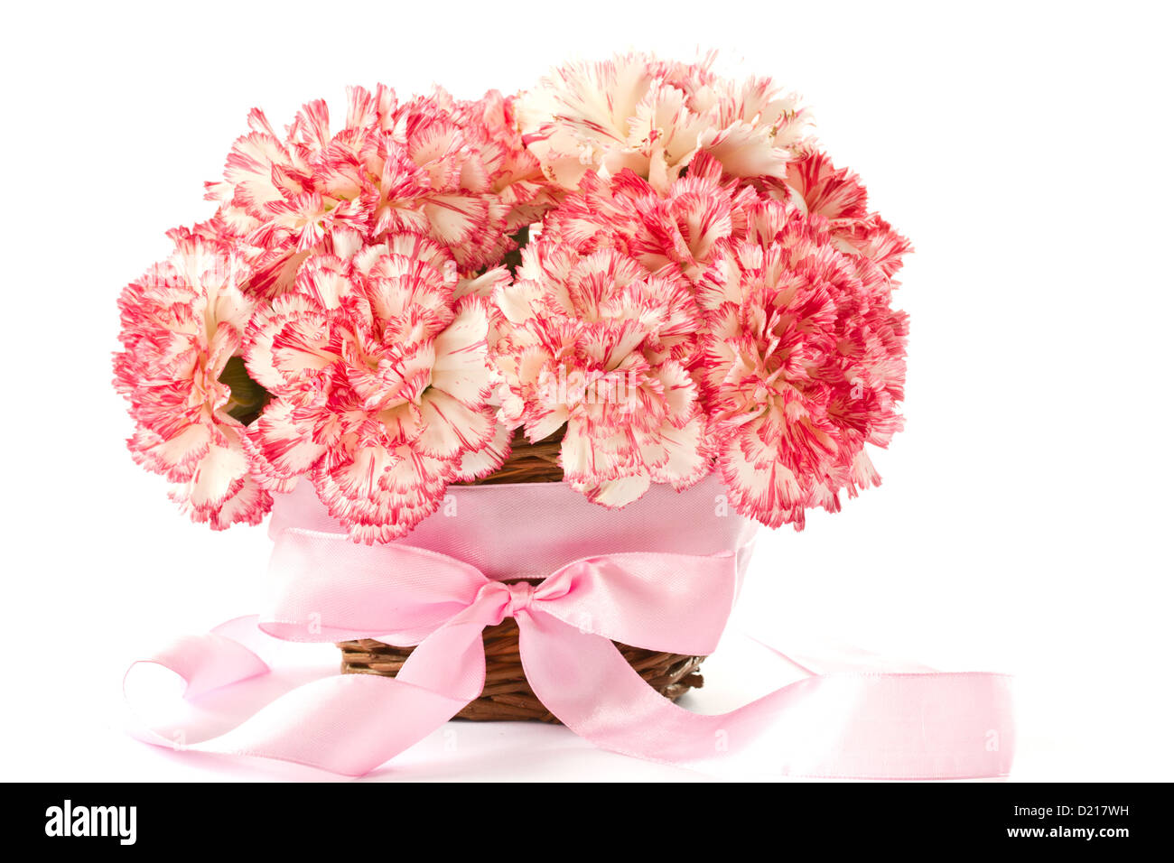 Beautiful blooming pink carnations on a white background Stock Photo ...