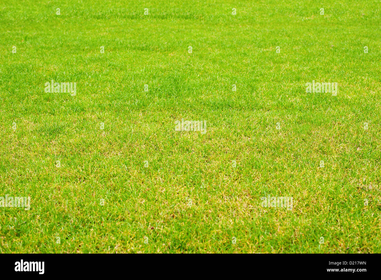 Green grass lawn abstract background texture Stock Photo - Alamy