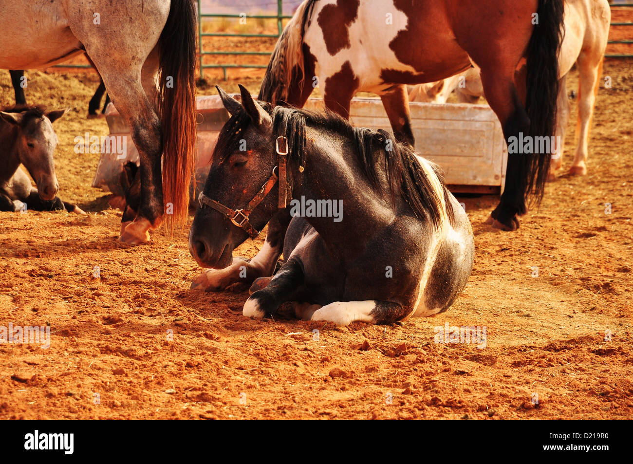 Navajo indian reserve hi-res stock photography and images - Alamy