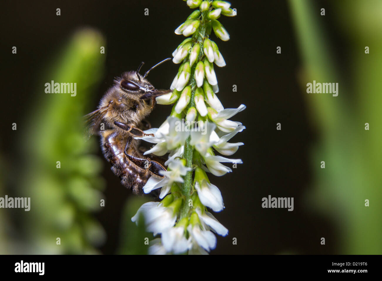 Portrait of a bee Stock Photo