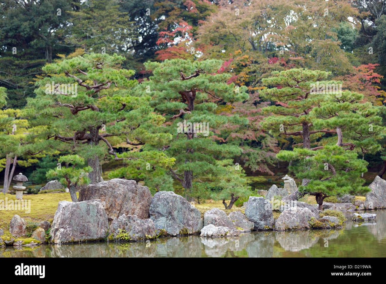 pine tree and rocks in pond of the Kinkaku-ji  temple japanese garden, Kyoto, Japan Stock Photo