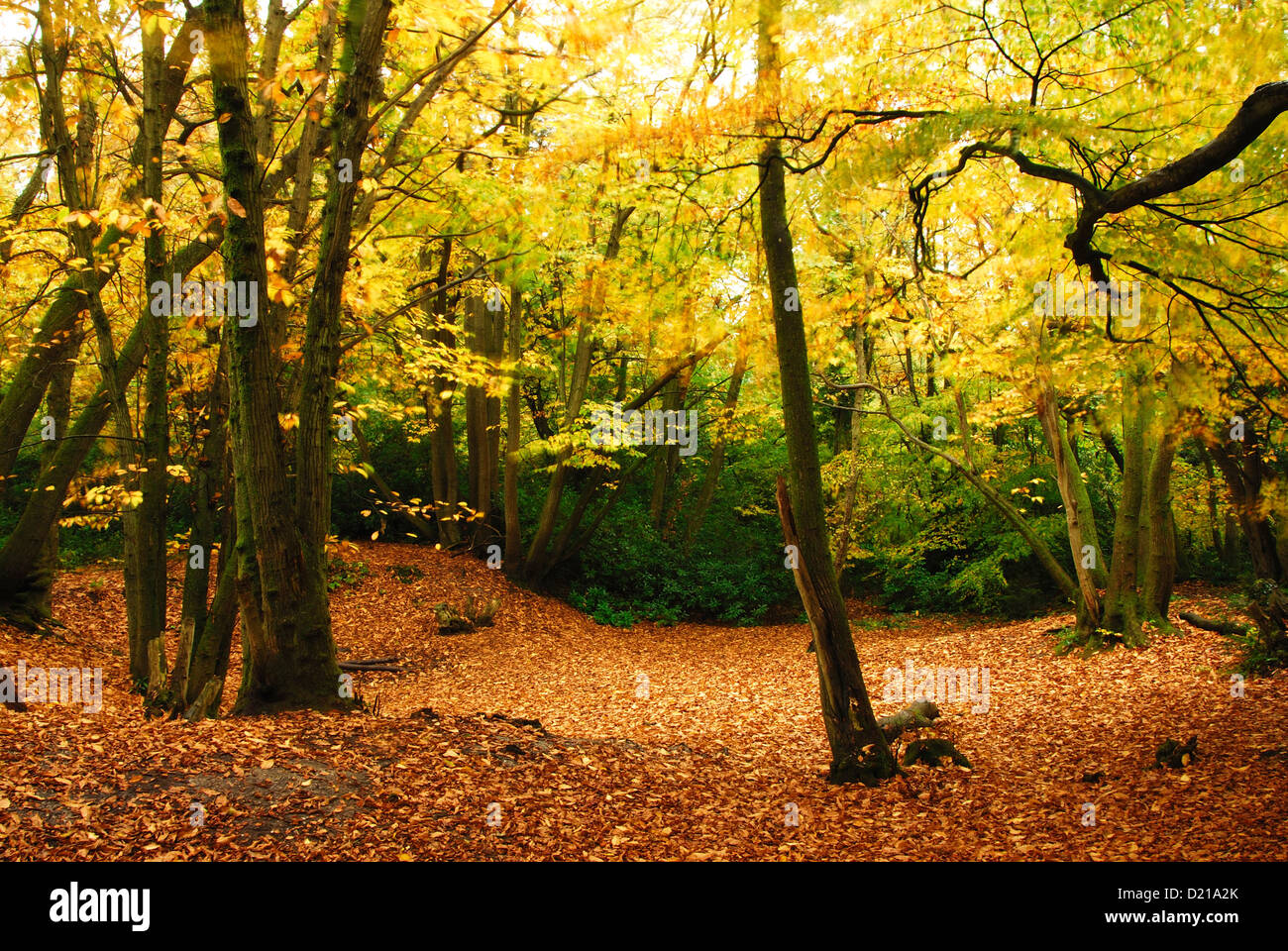 A view of Thorncombe Wood in Autumn Dorset UK Stock Photo