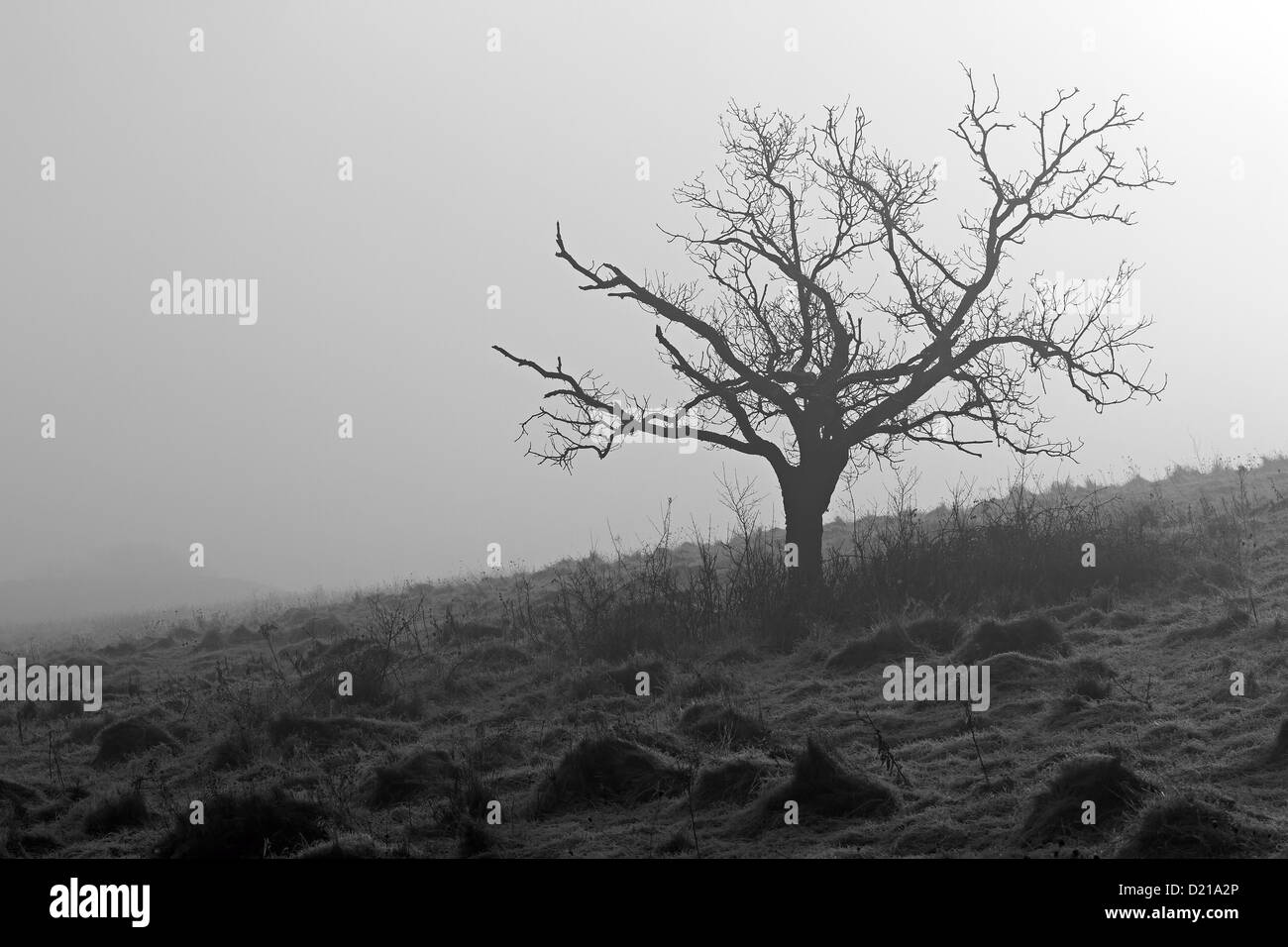 Lone tree in the mist Stock Photo Alamy