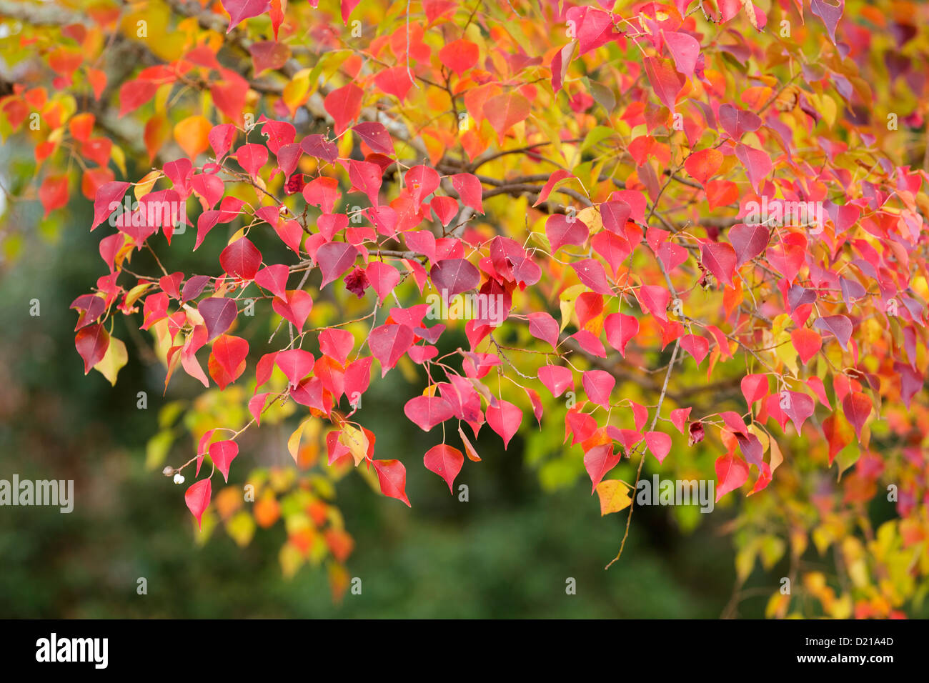 Detail of Chinese tallow tree, Sapium sebiferum, in Nara park, Japan Stock Photo
