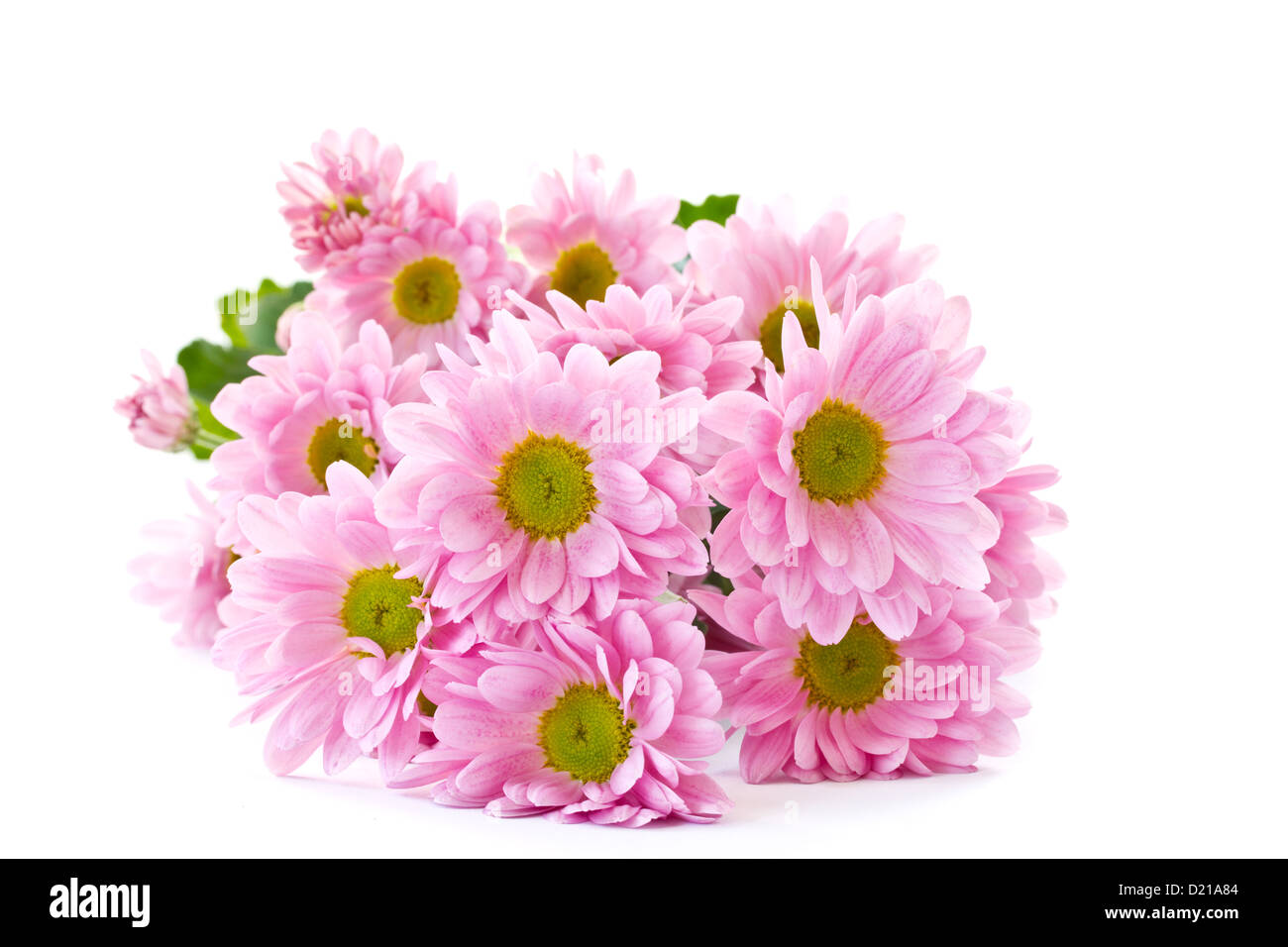 Breeding chrysanthemum hi-res stock photography and images - Alamy
