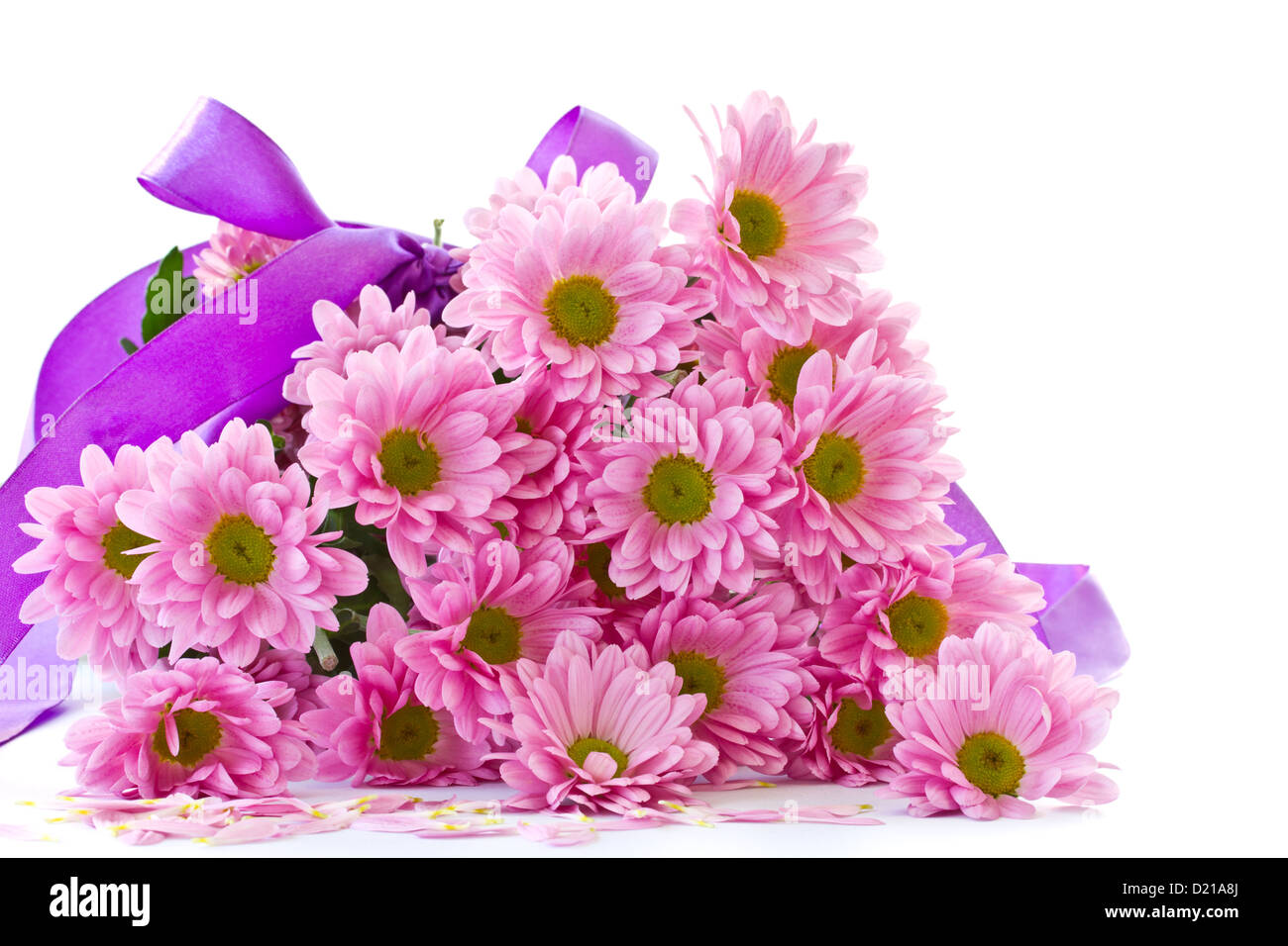 Breeding chrysanthemum hi-res stock photography and images - Alamy