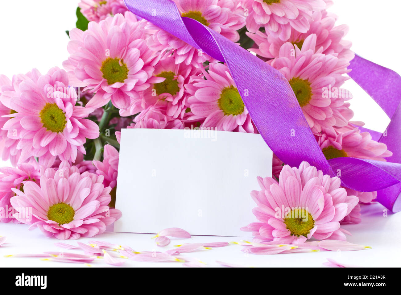 Breeding chrysanthemum hi-res stock photography and images - Alamy