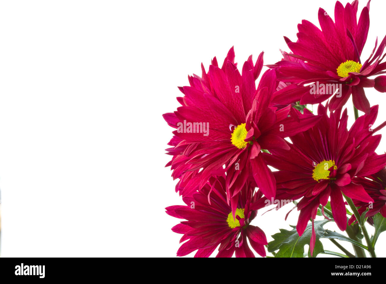 Breeding chrysanthemum hi-res stock photography and images - Alamy