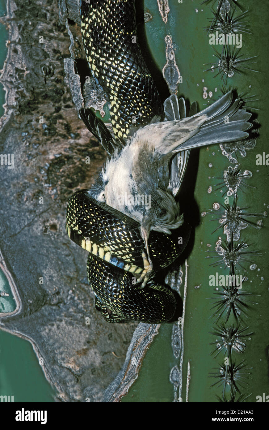 Snake cactus hires stock photography and images Alamy