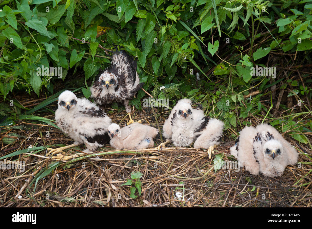 Rohrweihe, Kueken (Circus aeruginosus) Western Marsh Harrier, chicks • Bayern, Deutschland Stock Photo