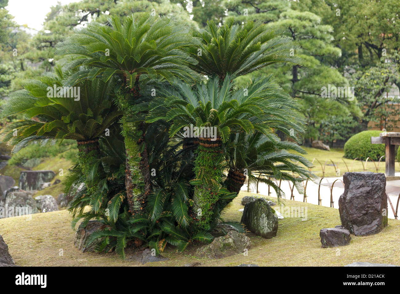 Palm tree in Kyoto imperial palace garden, Japan Stock Photo Alamy