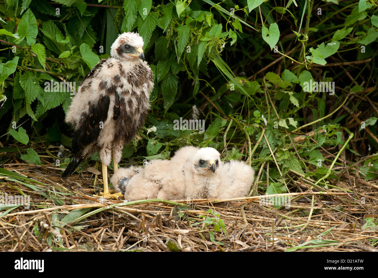 Rohrweihe, Kueken (Circus aeruginosus) Western Marsh Harrier, chicks • Bayern, Deutschland Stock Photo